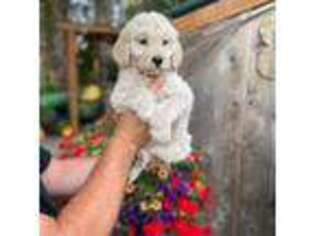 Goldendoodle Puppy for sale in Rainier, WA, USA