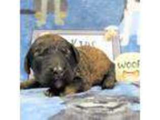 Mutt Puppy for sale in Amite, LA, USA