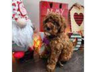 Goldendoodle Puppy for sale in Duncan, SC, USA