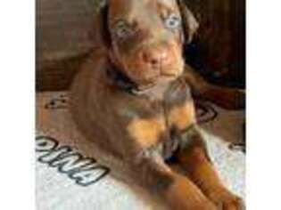 Doberman Pinscher Puppy for sale in Forney, TX, USA