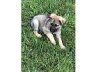 German Shepherd Dog Puppy for sale in Roanoke, IN, USA