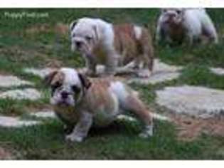 Bulldog Puppy for sale in Fort Valley, GA, USA