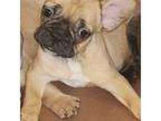 French Bulldog Puppy for sale in Fancy Gap, VA, USA