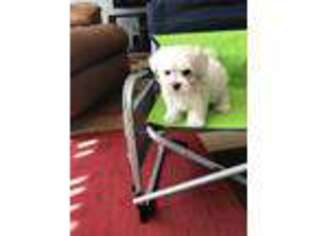 Maltese Puppy for sale in Clearwater, FL, USA