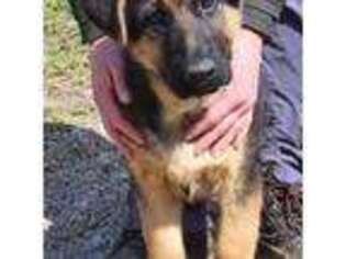 German Shepherd Dog Puppy for sale in Middlesex, NY, USA