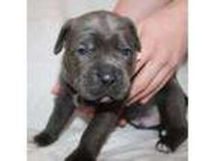 Cane Corso Puppy for sale in Cobleskill, NY, USA