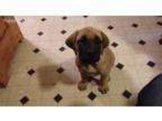 Mastiff Puppy for sale in Burton, MI, USA