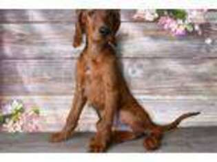 Irish Setter Puppy for sale in Saint George, UT, USA