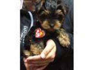 Yorkshire Terrier Puppy for sale in Snohomish, WA, USA