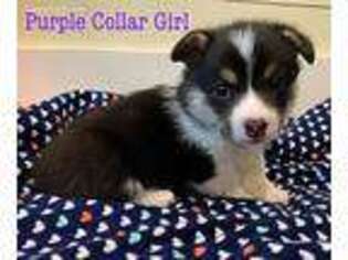 Pembroke Welsh Corgi Puppy for sale in Brenham, TX, USA
