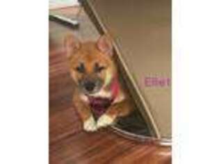 Shiba Inu Puppy for sale in Freehold, NJ, USA