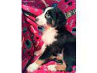 Australian Shepherd Puppy for sale in Onalaska, WA, USA