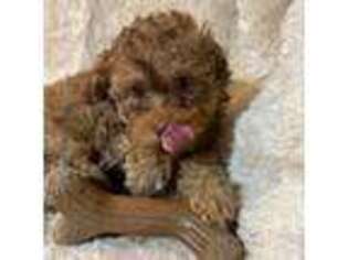 Mutt Puppy for sale in Boyertown, PA, USA