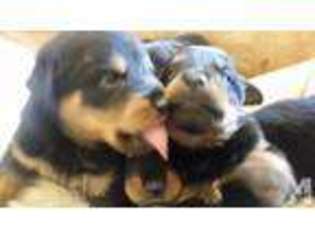 Rottweiler Puppy for sale in HILLSVILLE, PA, USA