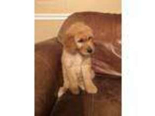 Goldendoodle Puppy for sale in Grenada, MS, USA