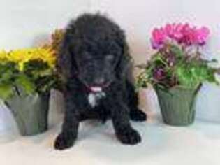 Labradoodle Puppy for sale in Kirkland, IL, USA