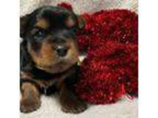 Yorkshire Terrier Puppy for sale in Galesburg, IL, USA