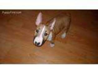 Bull Terrier Puppy for sale in Grand Forks, ND, USA
