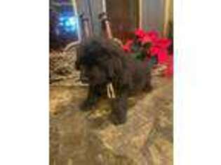 Newfoundland Puppy for sale in Wister, OK, USA