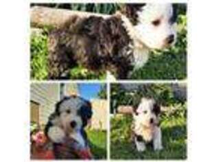 Mutt Puppy for sale in Sherman, NY, USA