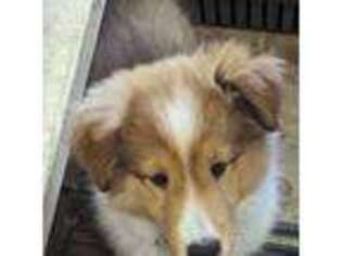 Shetland Sheepdog Puppy for sale in Russell Springs, KY, USA