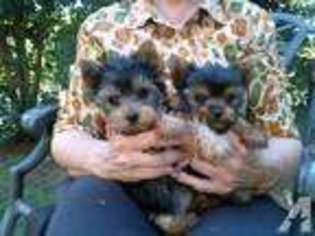 Yorkshire Terrier Puppy for sale in ANDERSON, CA, USA