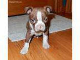 Boston Terrier Puppy for sale in Charlotte, MI, USA
