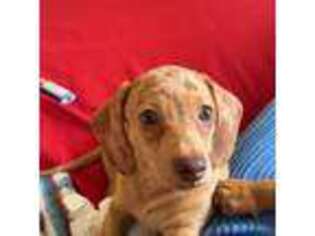 Dachshund Puppy for sale in Quincy, MA, USA