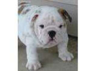 Bulldog Puppy for sale in Oxford, MS, USA