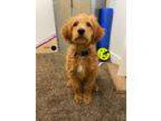 Goldendoodle Puppy for sale in North Salt Lake, UT, USA