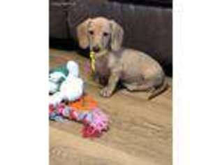 Dachshund Puppy for sale in Bevier, MO, USA