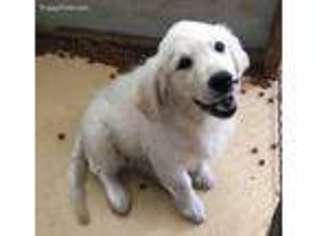 Mutt Puppy for sale in Bonneau, SC, USA