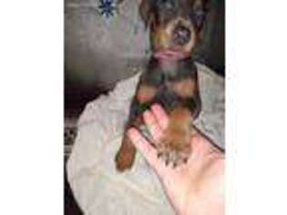 Doberman Pinscher Puppy for sale in Deland, FL, USA