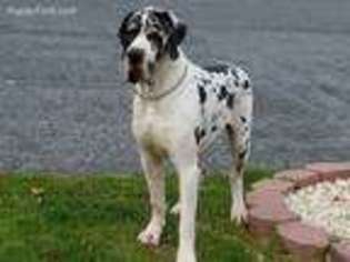 Great Dane Puppy for sale in Montclair, NJ, USA