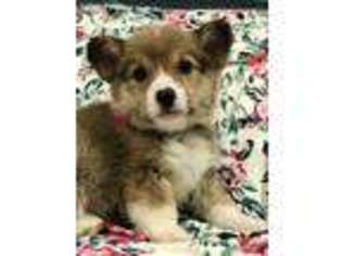 Pembroke Welsh Corgi Puppy for sale in Thomson, GA, USA
