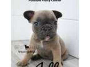 French Bulldog Puppy for sale in Quincy, MI, USA