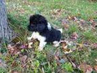 Newfoundland Puppy for sale in North Collins, NY, USA