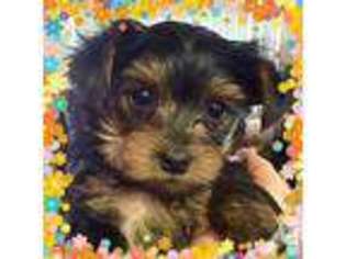 Yorkshire Terrier Puppy for sale in LAKE HAVASU CITY, AZ, USA