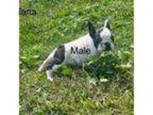 French Bulldog Puppy for sale in Marion, IN, USA