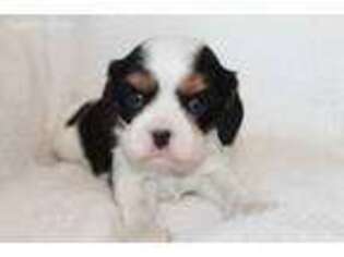 Cavalier King Charles Spaniel Puppy for sale in Glade Hill, VA, USA