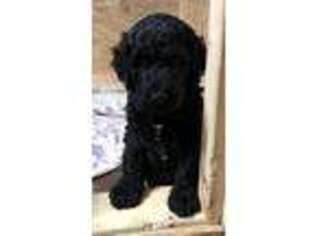 Mutt Puppy for sale in Surry, ME, USA