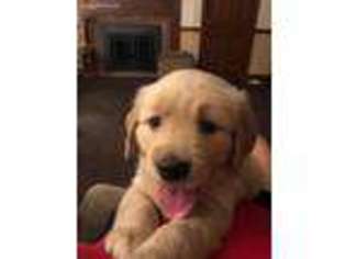 Golden Retriever Puppy for sale in Upper Darby, PA, USA