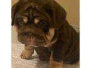 Bulldog Puppy for sale in Rossford, OH, USA