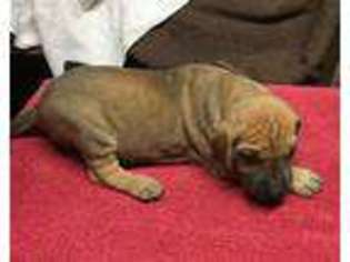 Great Dane Puppy for sale in Philadelphia, MS, USA