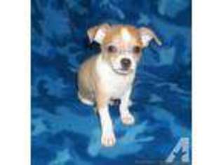Chihuahua Puppy for sale in BONHAM, TX, USA