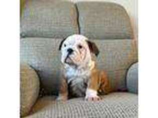 Bulldog Puppy for sale in Columbia, SC, USA