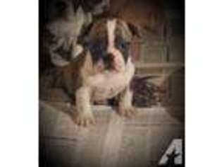 Bulldog Puppy for sale in MADISON, WI, USA