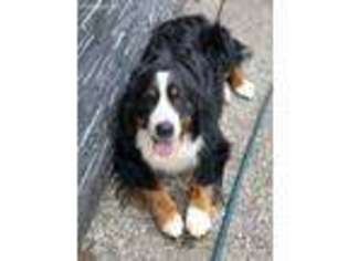 Bernese Mountain Dog Puppy for sale in Lynden, WA, USA