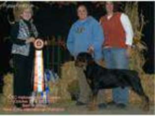 Rottweiler Puppy for sale in Shawnee, OK, USA