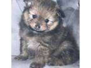 Pomeranian Puppy for sale in Brooklyn, NY, USA